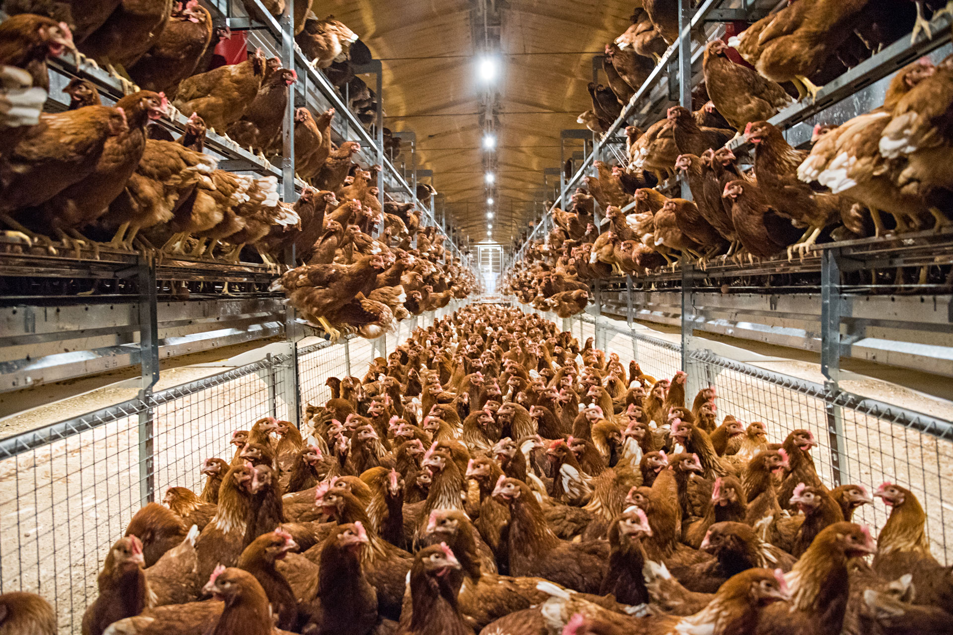 Déplacez les poulettes suffisamment tôt.