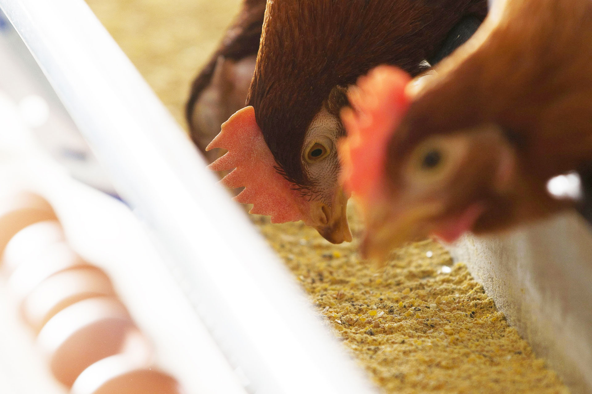 Actionnez fréquemment les chaînes d’alimentation.