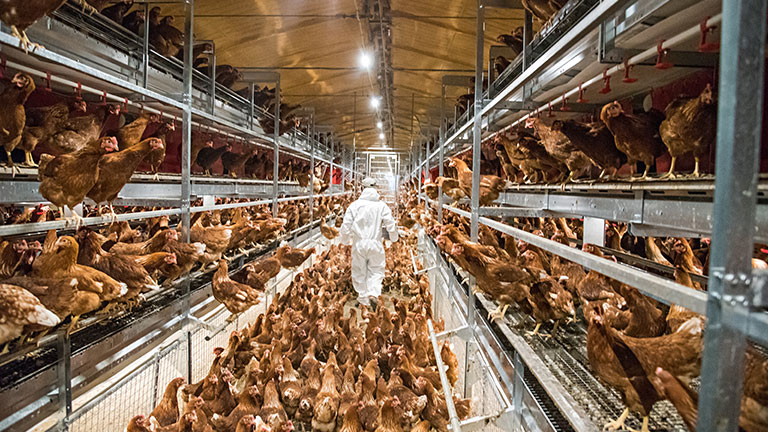 Devuelva manualmente las gallinas al sistema cuando las luces se apaguen.