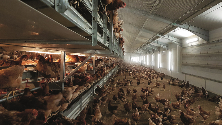 free-range-color-768.jpg