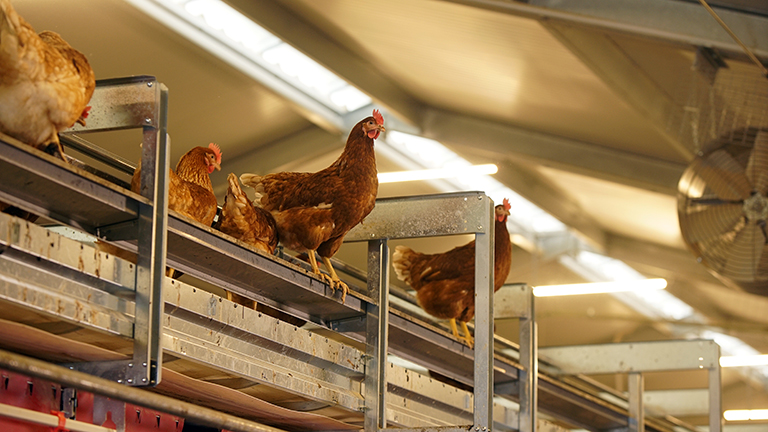 VOLIÈRE POUR POULES PONDEUSES