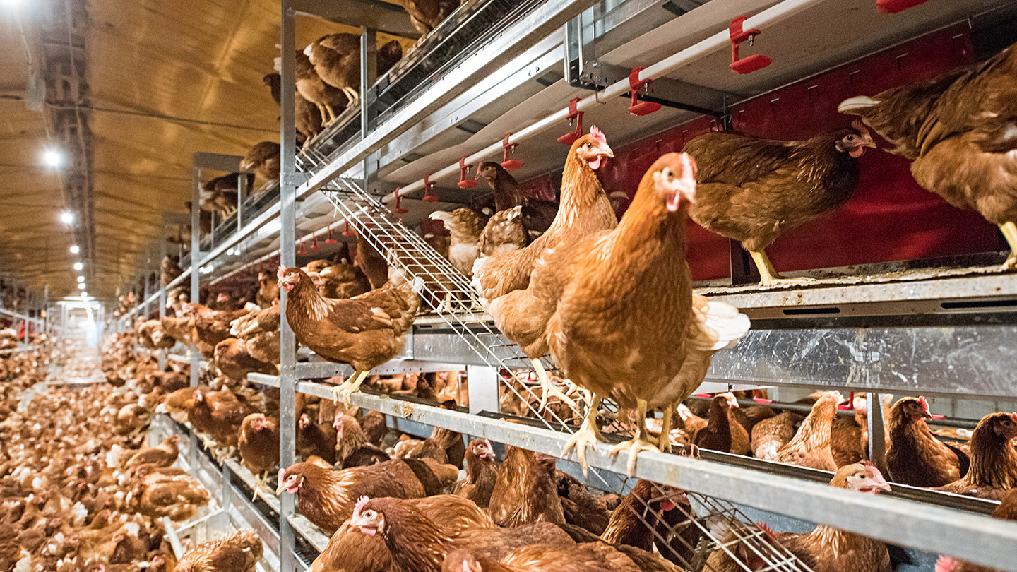 The Future of Poultry Farming: Tecno’s Aviary Solutions support the Industry