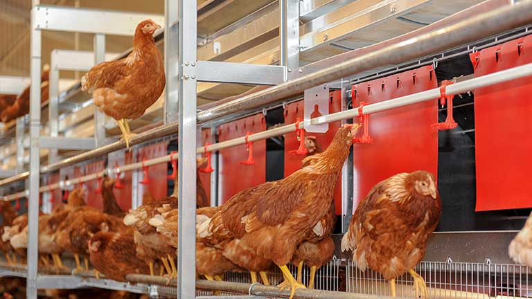 AS-central-250-310-hens-drinking.jpg