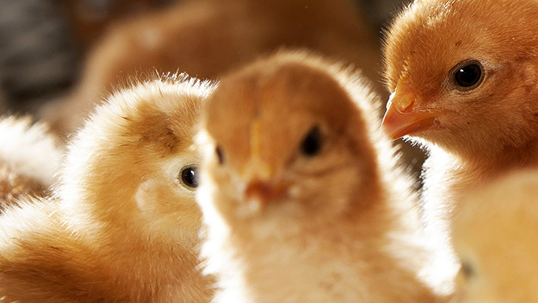 Aviary Rearing Systems