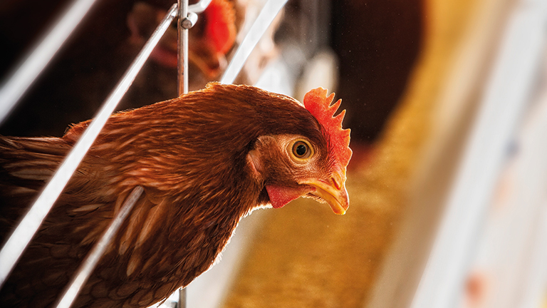 SYSTÈMES TRADITIONNELS POUR POULES PONDEUSES