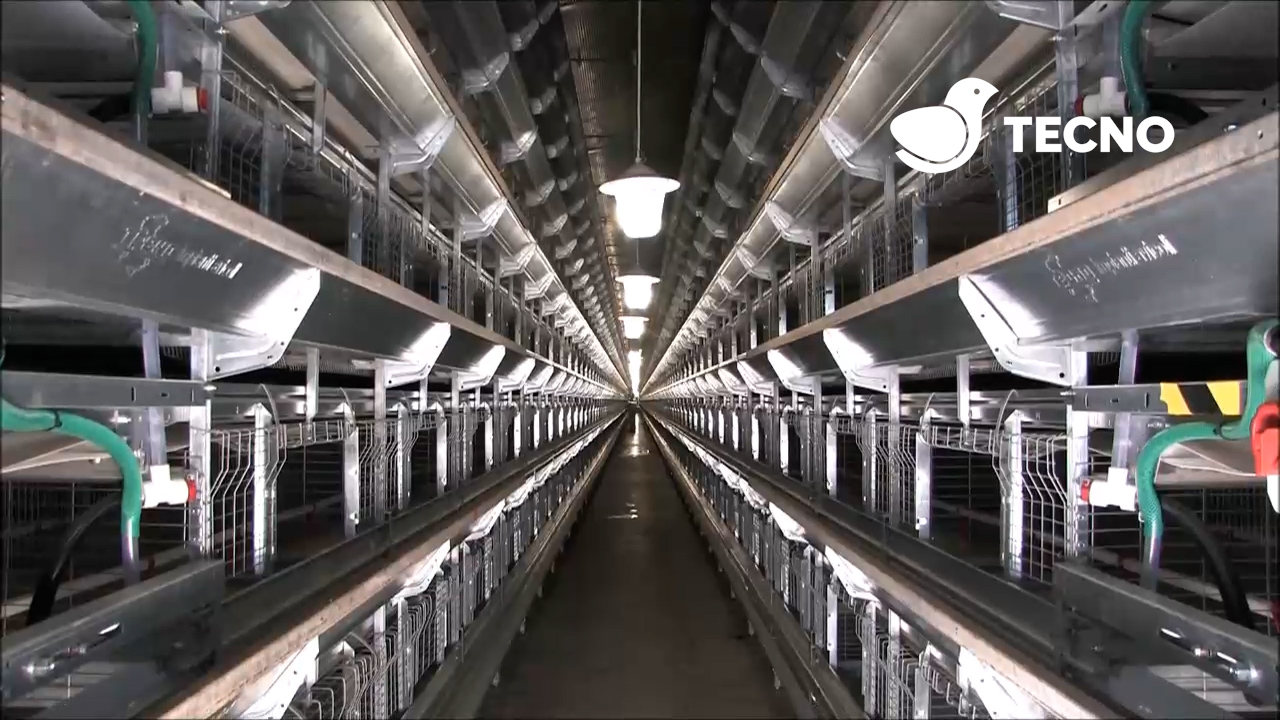 Ideal-Plus-conventional-rearing-system.jpg