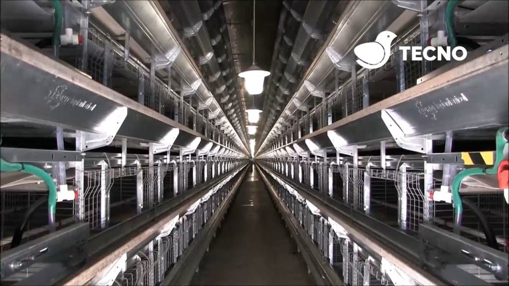 Ideal-Plus-conventional-rearing-system