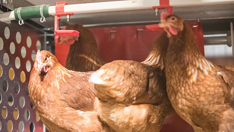 Galline-768