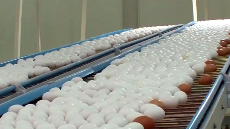 Al-Jazira-egg