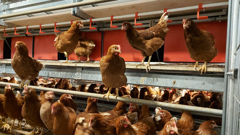Mobile Aviary Systems for Layers