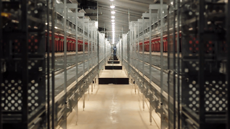 Puglia-poultry-farm