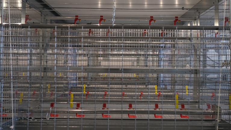 Aviary Pullet Rearing