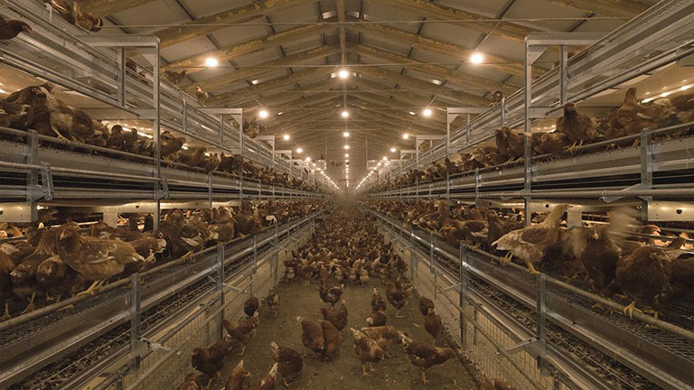 chickens-in-loggia-system-layers