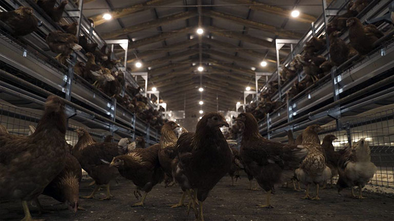 chickens-loggia-system