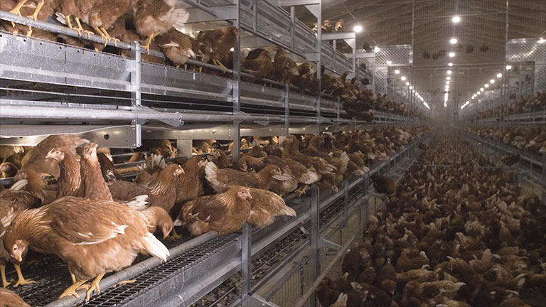 chickens-on-layers-of-the-loggia-system