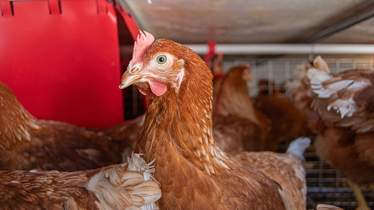 Gallina ponedora en el I-CAGE de Tecno